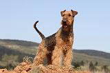 AIREDALE TERRIER 180